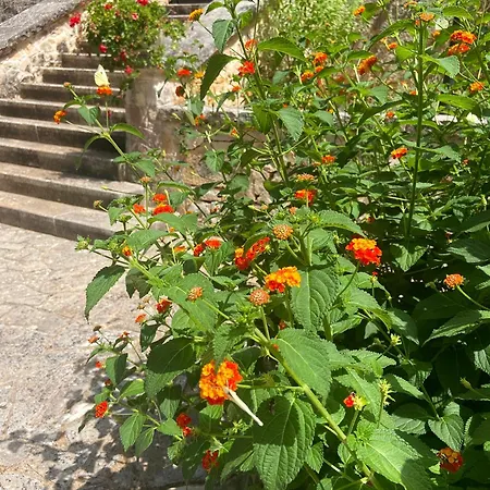 Marzano * Alberobello