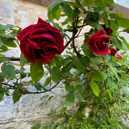Marzano * Alberobello