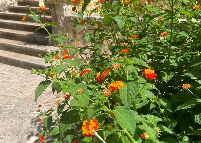 Marzano * 阿尔贝罗贝洛