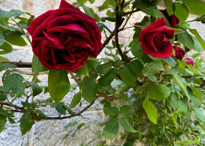 Marzano * 阿尔贝罗贝洛